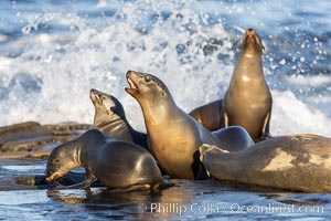 Sea lions resting and socializing in the morning sun, Zalophus californianus, La Jolla, California