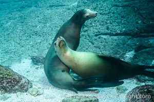 Sea lions resting and socializing underwater, Zalophus californianus, Sea of Cortez