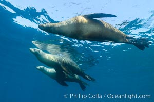 Sea lions resting together at the ocean surface, from underwater, Zalophus californianus, Sea of Cortez