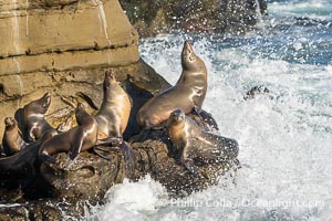 California sea lions hauled out on rocks in La Jolla Cove, splashed by huge waves, Zalophus californianus