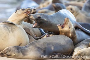 Sea Lions Socializing and Resting, La Jolla, Zalophus californianus