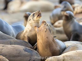 Sea Lions Socializing and Resting, La Jolla, Zalophus californianus