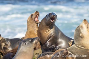 Sea Lions Socializing and Resting, La Jolla, Zalophus californianus