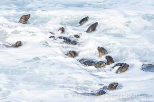 Sea Lions in the Surf and Waves, La Jolla