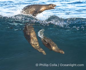 California sea lions surfing in a wave at La Jolla Cove, San Diego, Zalophus californianus