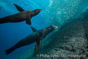 Sea lions underwater, adult male (right) and female, Zalophus californianus, Sea of Cortez