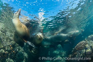 Sea Lions Underwater at Lobera San Rafaelito, Sea of Cortez