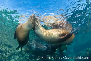 Sea Lions Underwater at Lobera San Rafaelito, Sea of Cortez