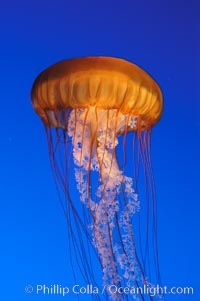 Sea nettles, Chrysaora fuscescens