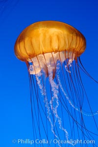 Sea nettles, Chrysaora fuscescens