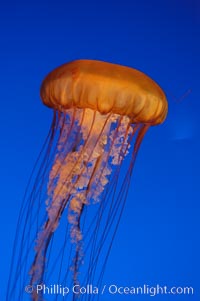 Sea nettles, Chrysaora fuscescens