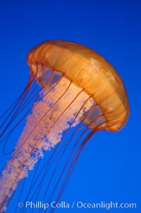 Sea nettles, Chrysaora fuscescens