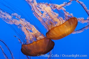 Sea nettles, Chrysaora fuscescens