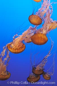 Sea nettles., Chrysaora fuscescens, natural history stock photograph, photo id 08967