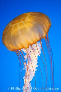 Sea nettles, Chrysaora fuscescens