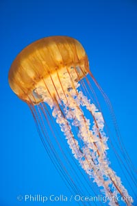 Sea nettles, Chrysaora fuscescens