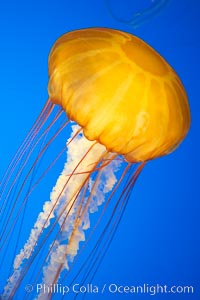 Sea nettles, Chrysaora fuscescens