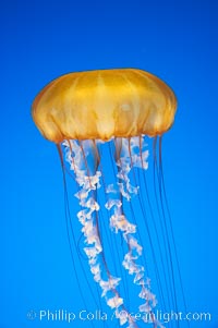 Sea nettles, Chrysaora fuscescens