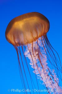 Sea nettles, Chrysaora fuscescens