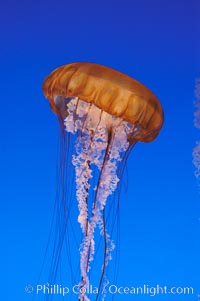 Sea nettles, Chrysaora fuscescens