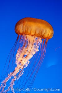 Sea nettles, Chrysaora fuscescens