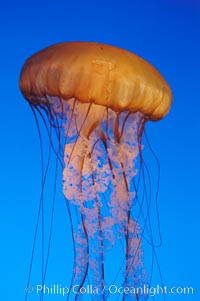 Sea nettles, Chrysaora fuscescens