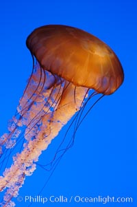 Sea nettles, Chrysaora fuscescens