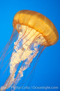 Sea nettles, Chrysaora fuscescens