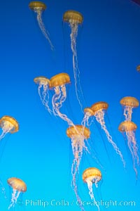 Sea nettles, Chrysaora fuscescens