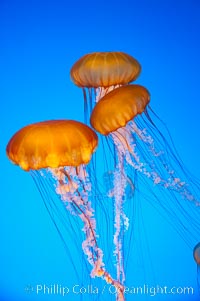 Sea nettles, Chrysaora fuscescens