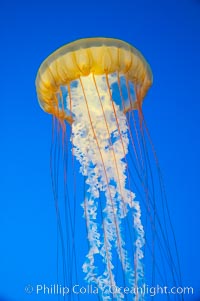 Sea nettles, Chrysaora fuscescens