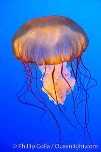 Sea nettles, Chrysaora fuscescens