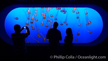 Visitors enjoy viewing sea nettle jellyfish at the Monterey Bay Aquarium, Chrysaora fuscescens