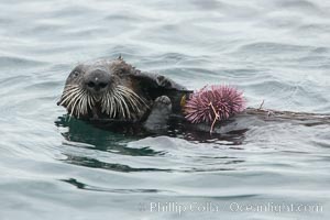 Sea otter rests on the ocean surface, grasping a purple sea urchin it has just pulled up off the ocean bottom and will shortly eat. Monterey, Enhydra lutris, Strongylocentrotus purpuratus