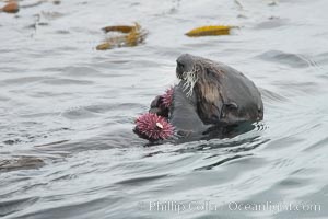 Sea otter rests on the ocean surface, grasping a purple sea urchin it has just pulled up off the ocean bottom and will shortly eat. Monterey, Enhydra lutris, Strongylocentrotus purpuratus