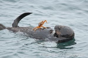 Sea otter rests on the ocean surface while a crab stands on its abdomen.  The otter has just pulled the crab up off the ocean bottom and will shortly eat it. Monterey, Enhydra lutris