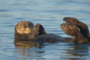 A sea otter, resting on its back, holding its paw out of the water for warmth.  While the sea otter has extremely dense fur on its body, the fur is less dense on its head, arms and paws so it will hold these out of the cold water to conserve body heat, Enhydra lutris, Elkhorn Slough National Estuarine Research Reserve, Moss Landing, California