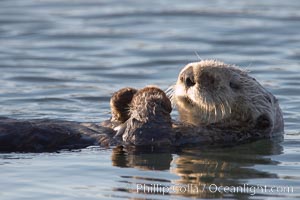 A sea otter, resting on its back, holding its paw out of the water for warmth.  While the sea otter has extremely dense fur on its body, the fur is less dense on its head, arms and paws so it will hold these out of the cold water to conserve body heat. Elkhorn Slough National Estuarine Research Reserve, Moss Landing, California, USA, Enhydra lutris, natural history stock photograph, photo id 21725