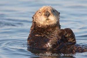 A sea otter, resting on its back, holding its paw out of the water for warmth.  While the sea otter has extremely dense fur on its body, the fur is less dense on its head, arms and paws so it will hold these out of the cold water to conserve body heat, Enhydra lutris, Elkhorn Slough National Estuarine Research Reserve, Moss Landing, California