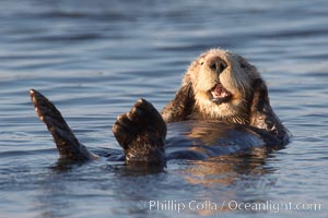 A sea otter, resting on its back, grooms the fur on its head.  A sea otter depends on its fur to keep it warm and afloat, and must groom its fur frequently, Enhydra lutris, Elkhorn Slough National Estuarine Research Reserve, Moss Landing, California