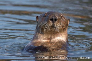 A sea otter, looking at the photographer as it forages for food in Elkhorn Slough, Enhydra lutris, Elkhorn Slough National Estuarine Research Reserve, Moss Landing, California