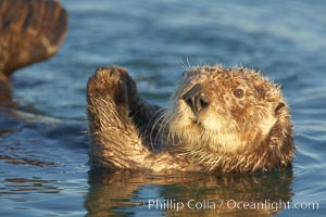 A sea otter, resting on its back, holding its paw out of the water for warmth.  While the sea otter has extremely dense fur on its body, the fur is less dense on its head, arms and paws so it will hold these out of the cold water to conserve body heat, Enhydra lutris, Elkhorn Slough National Estuarine Research Reserve, Moss Landing, California