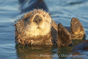 A sea otter resting, holding its paws out of the water to keep them warm and conserve body heat as it floats in cold ocean water, Enhydra lutris, Elkhorn Slough National Estuarine Research Reserve, Moss Landing, California