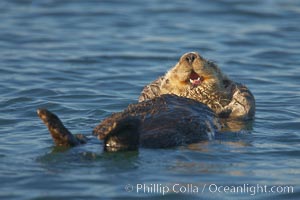 A sea otter, resting and floating on its back, in Elkhorn Slough, Enhydra lutris, Elkhorn Slough National Estuarine Research Reserve, Moss Landing, California