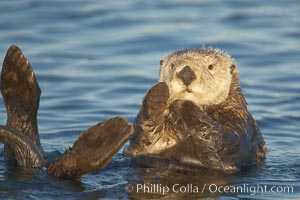 A sea otter resting, holding its paws out of the water to keep them warm and conserve body heat as it floats in cold ocean water, Enhydra lutris, Elkhorn Slough National Estuarine Research Reserve, Moss Landing, California