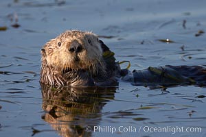 A sea otter, resting and floating on its back, in Elkhorn Slough, Enhydra lutris, Elkhorn Slough National Estuarine Research Reserve, Moss Landing, California