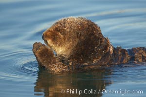 A sea otter, resting on its back, holding its paw out of the water for warmth.  While the sea otter has extremely dense fur on its body, the fur is less dense on its head, arms and paws so it will hold these out of the cold water to conserve body heat, Enhydra lutris, Elkhorn Slough National Estuarine Research Reserve, Moss Landing, California