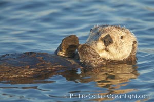 A sea otter, resting on its back, holding its paw out of the water for warmth.  While the sea otter has extremely dense fur on its body, the fur is less dense on its head, arms and paws so it will hold these out of the cold water to conserve body heat, Enhydra lutris, Elkhorn Slough National Estuarine Research Reserve, Moss Landing, California