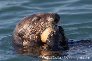 A sea otter eats a clam that it has taken from the shallow sandy bottom of Elkhorn Slough.  Because sea otters have such a high metabolic rate, they eat up to 30% of their body weight each day in the form of clams, mussels, urchins, crabs and abalone.  Sea otters are the only known tool-using marine mammal, using a stone or old shell to open the shells of their prey as they float on their backs, Enhydra lutris, Elkhorn Slough National Estuarine Research Reserve, Moss Landing, California