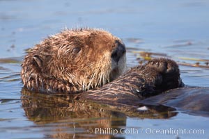 A sea otter, resting on its back, holding its paw out of the water for warmth.  While the sea otter has extremely dense fur on its body, the fur is less dense on its head, arms and paws so it will hold these out of the cold water to conserve body heat, Enhydra lutris, Elkhorn Slough National Estuarine Research Reserve, Moss Landing, California